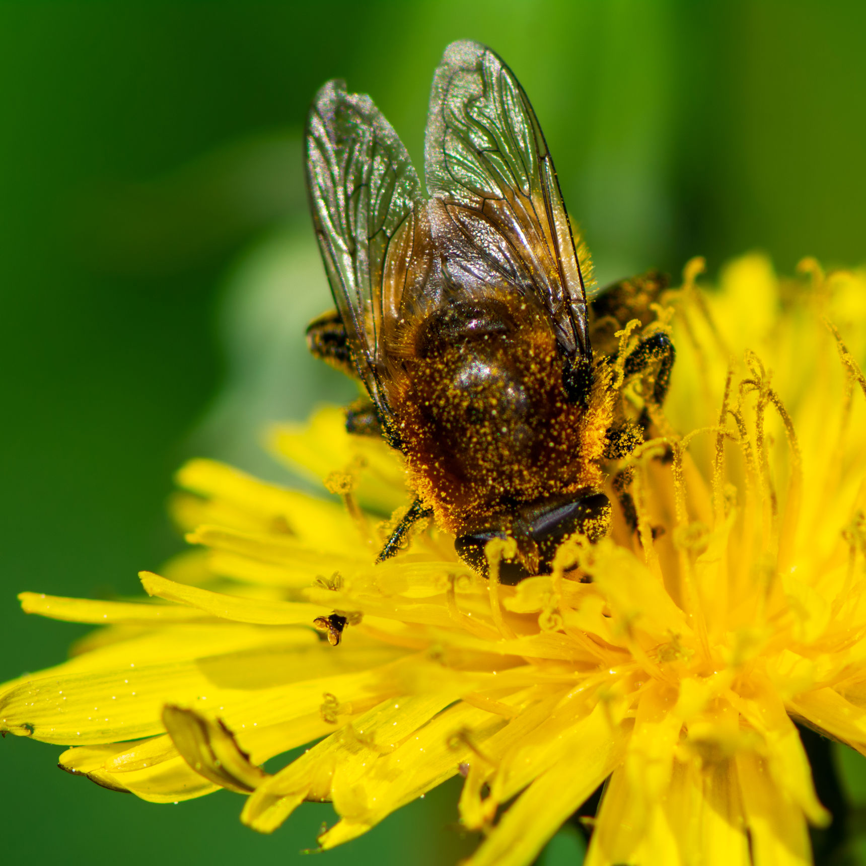 Bi sidder i mælkebøtte