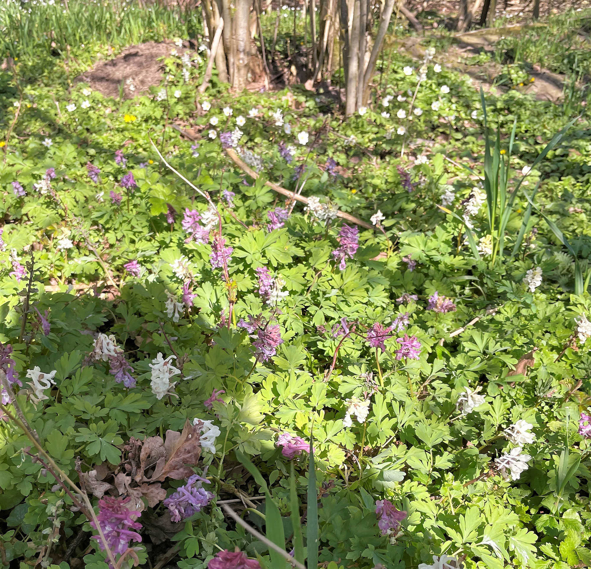 Lærkespore og anemoner