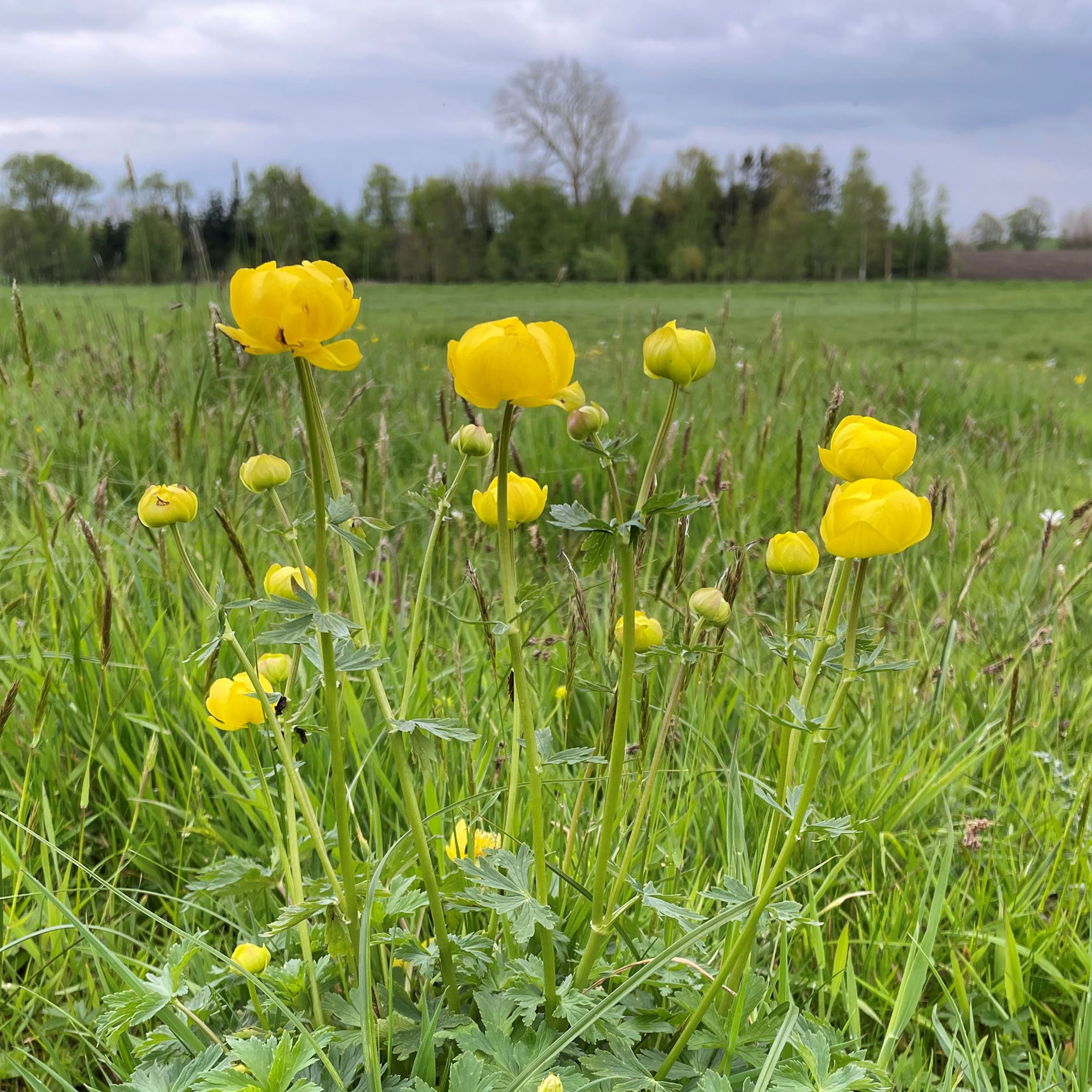 Gul blomst på en mark i naturen