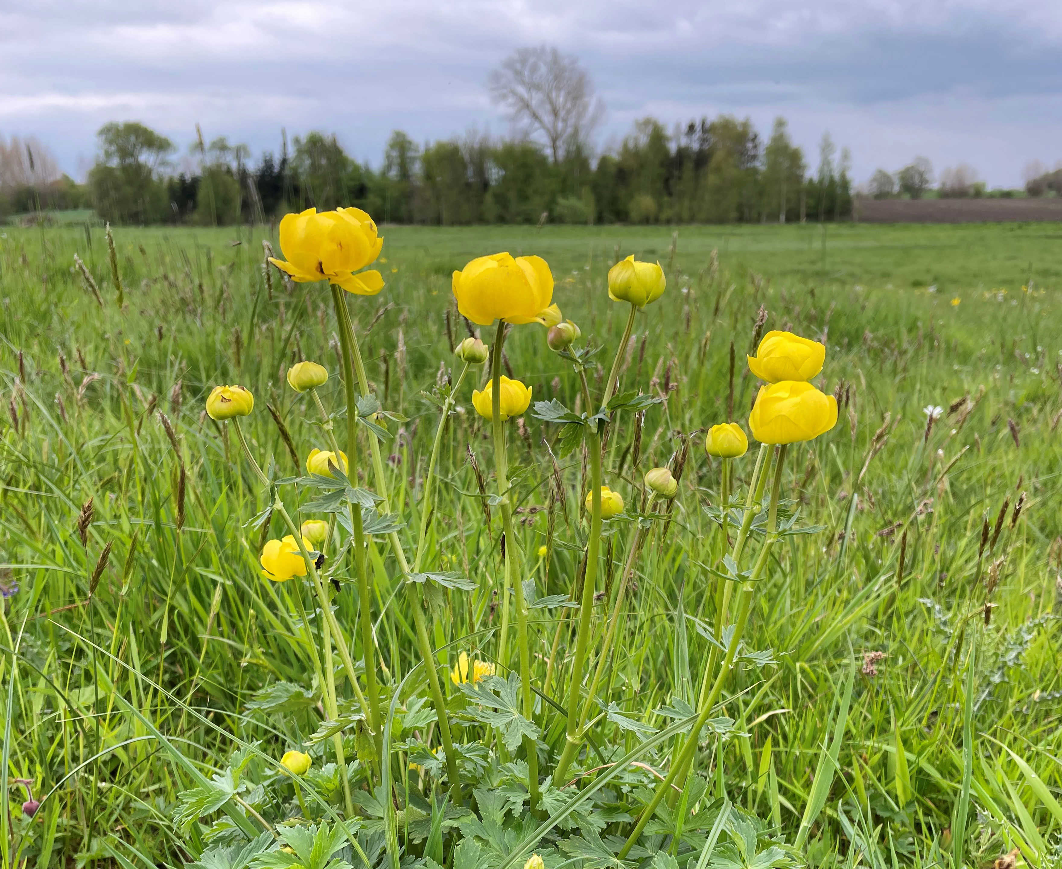Gul blomst på en mark i naturen