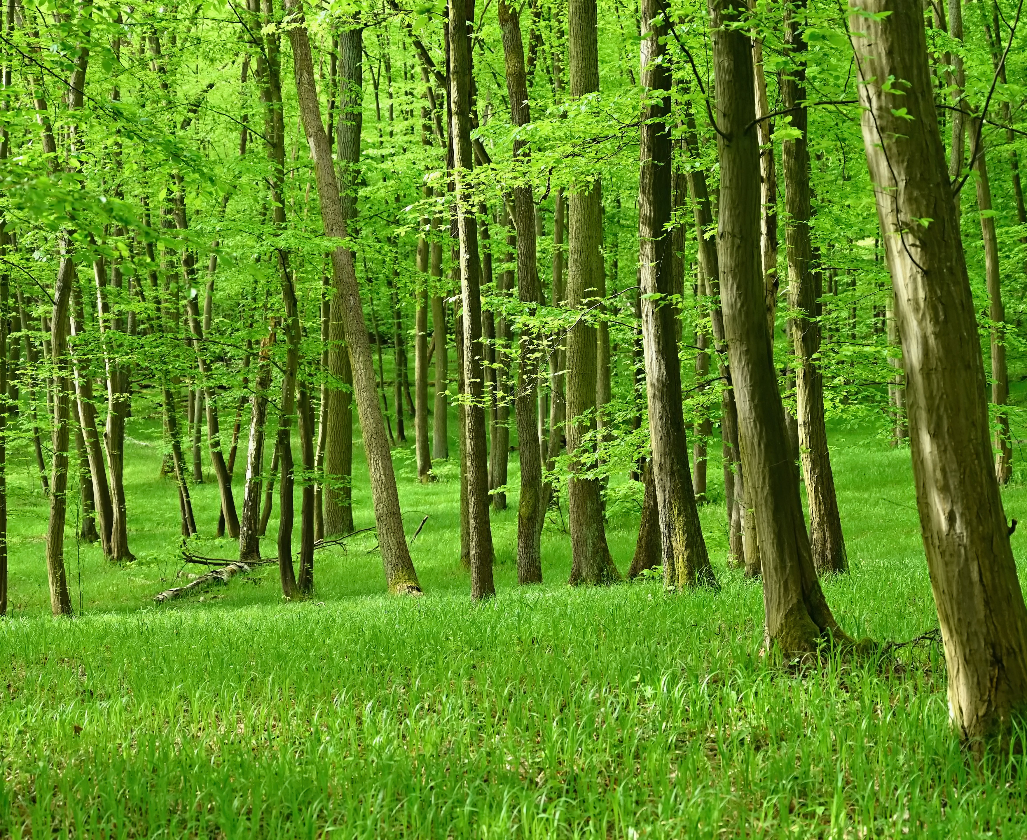 Forårsgrøn bøgeskov