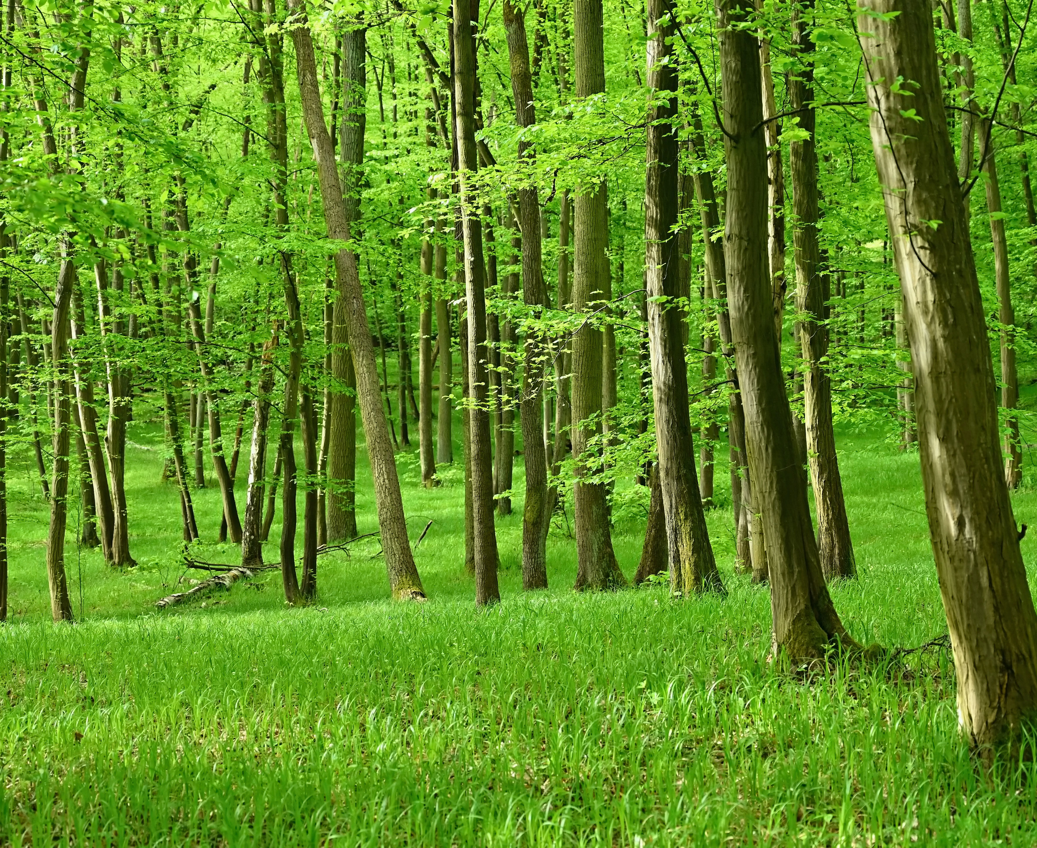 Forårsgrøn bøgeskov
