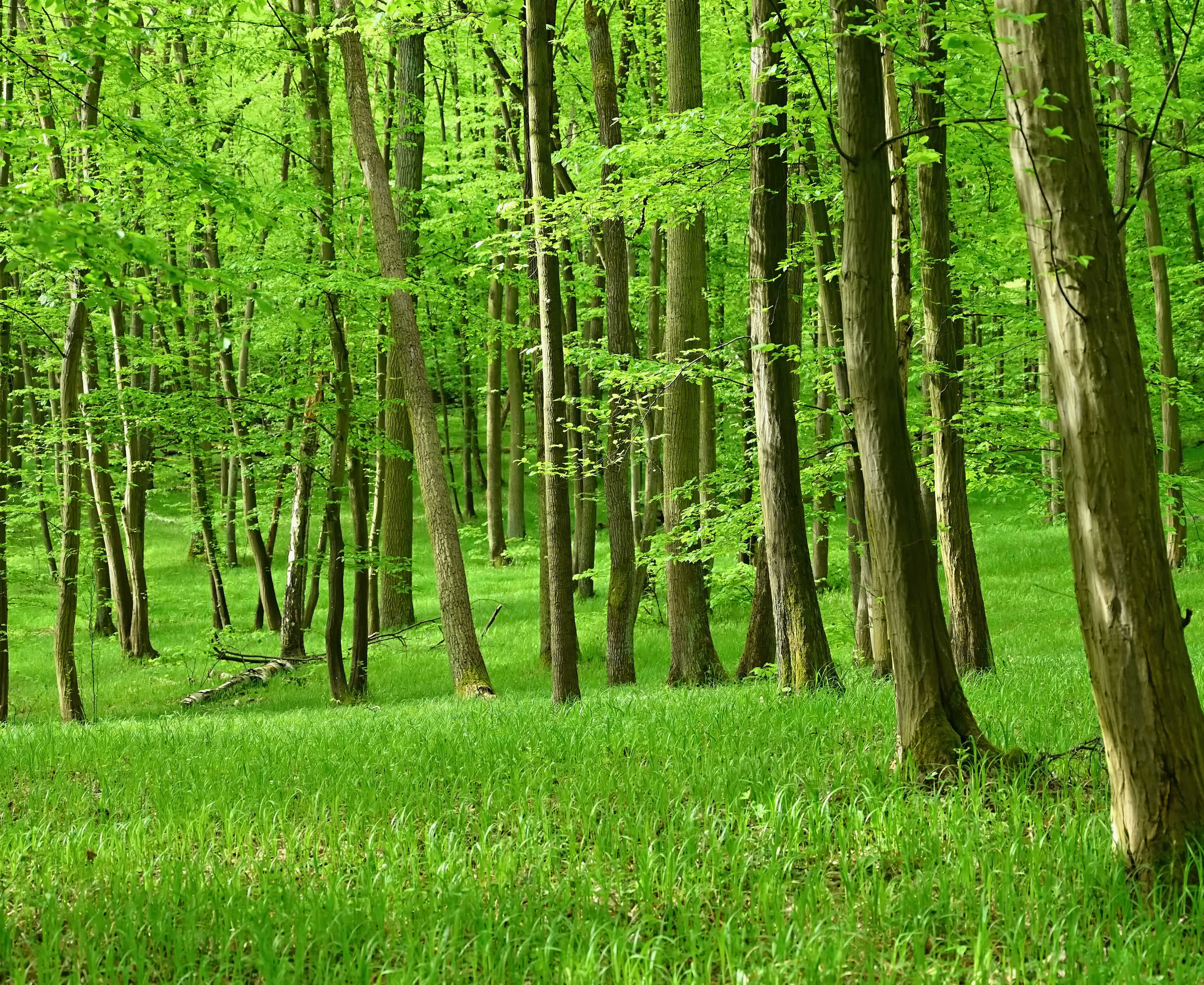 Forårsgrøn bøgeskov