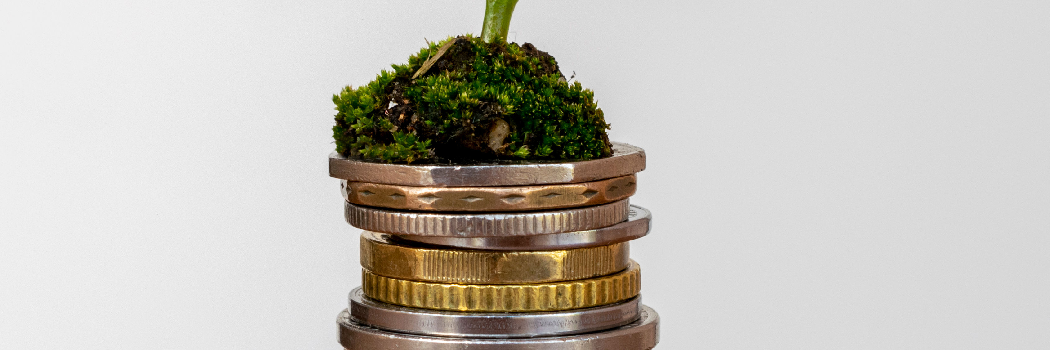 Grøn plante på toppen af en bunke mønter