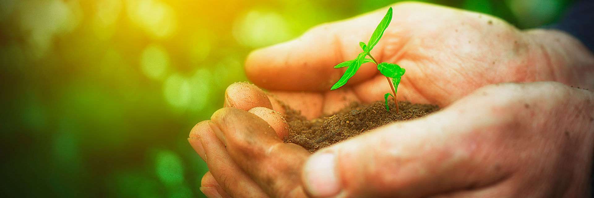 Hænder der holder en plante