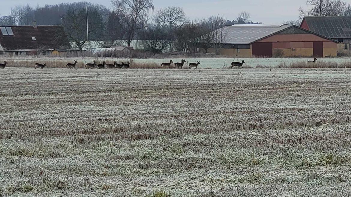 Rådyr på en mark i Ellested