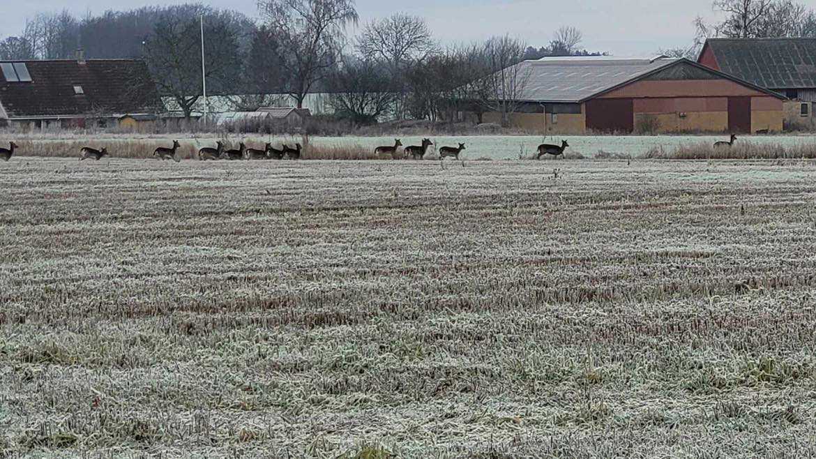 Rådyr på en mark i Ellested