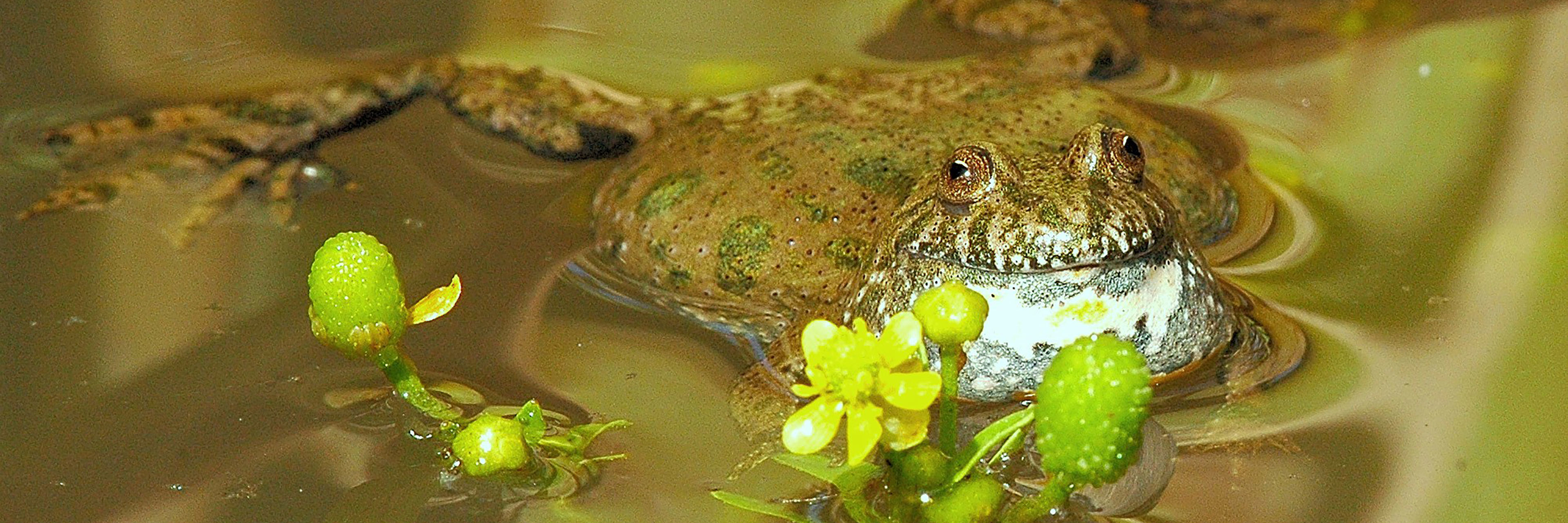 Klokkefrø der ligger i vandet
