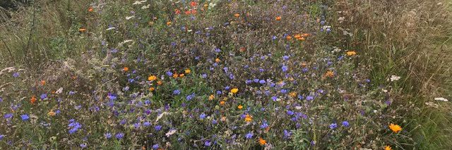 Mark ved Rævebakkeskolen