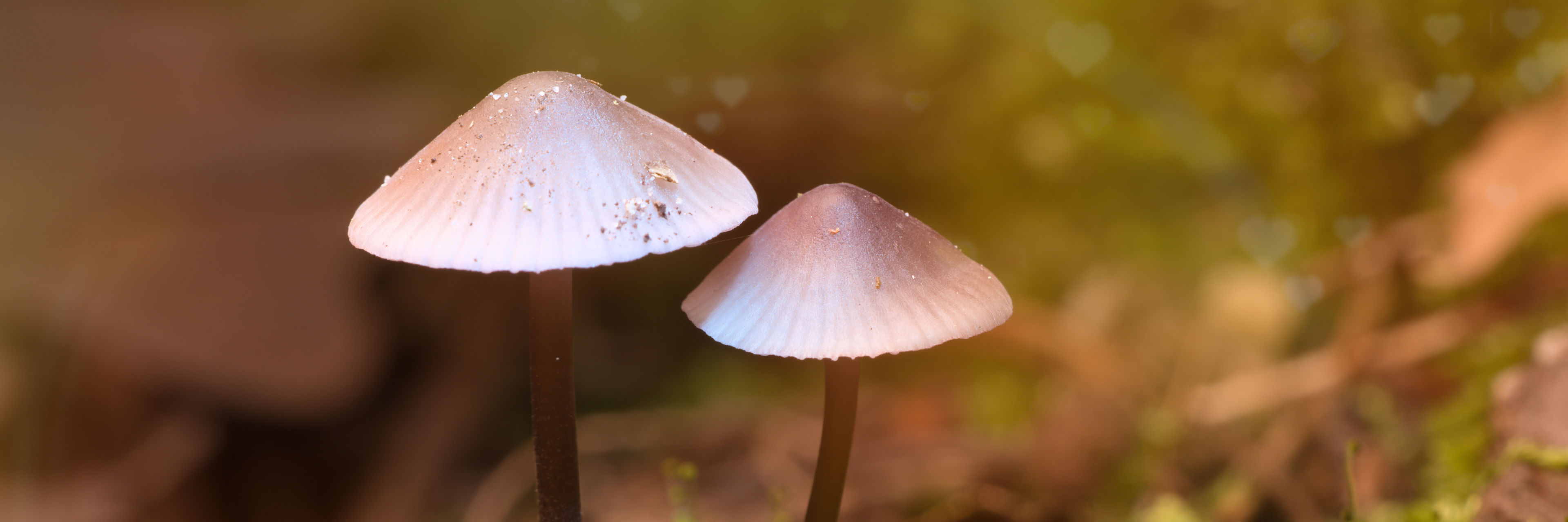 Skovbund med svampe og mos