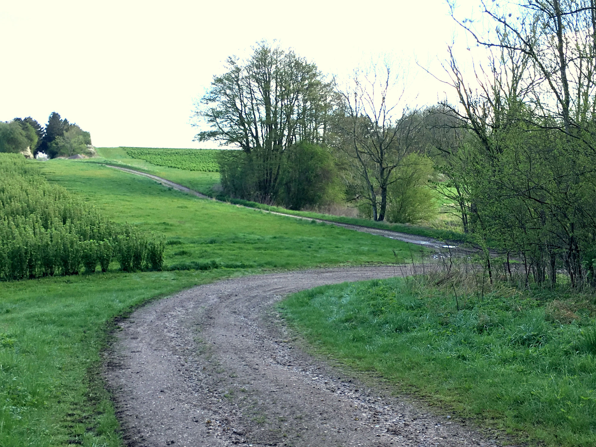 Grønne marker i Kogsbølle