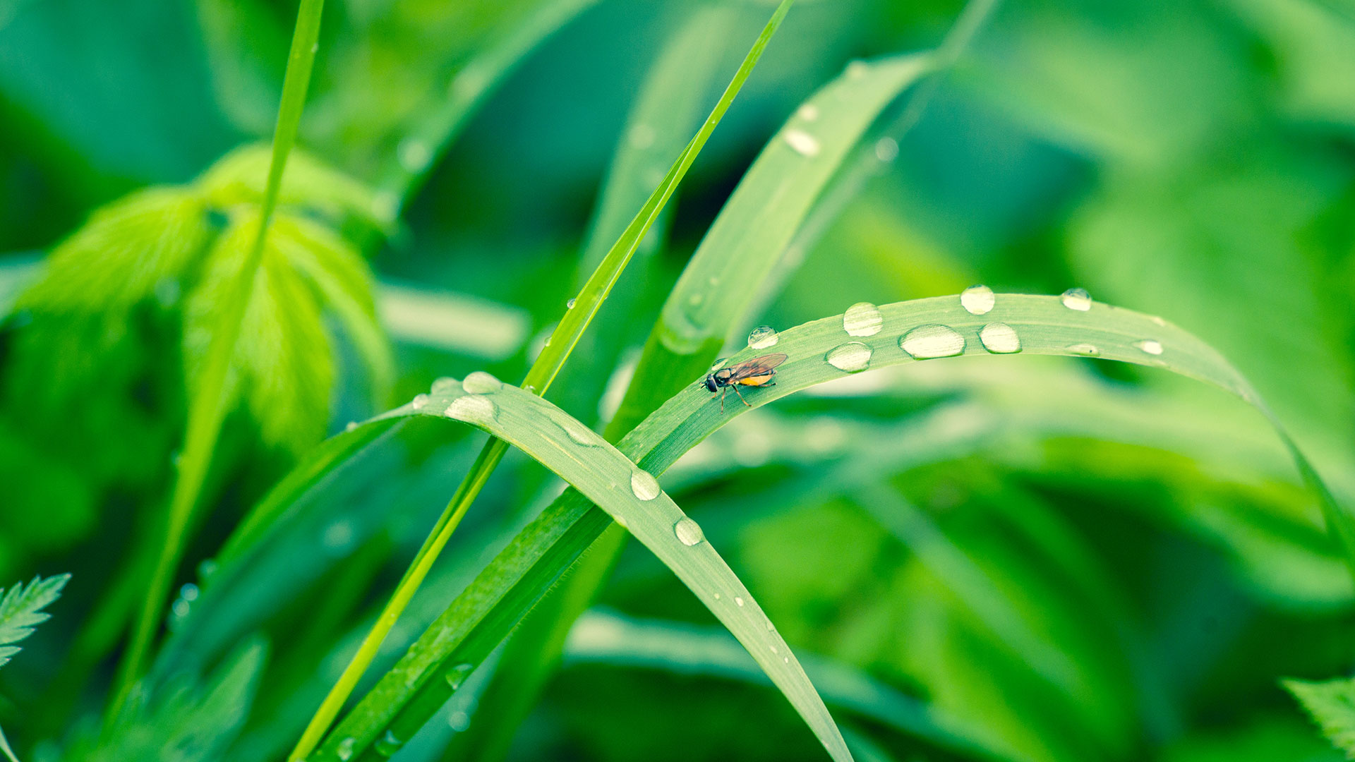 Planter med dug og et insekt