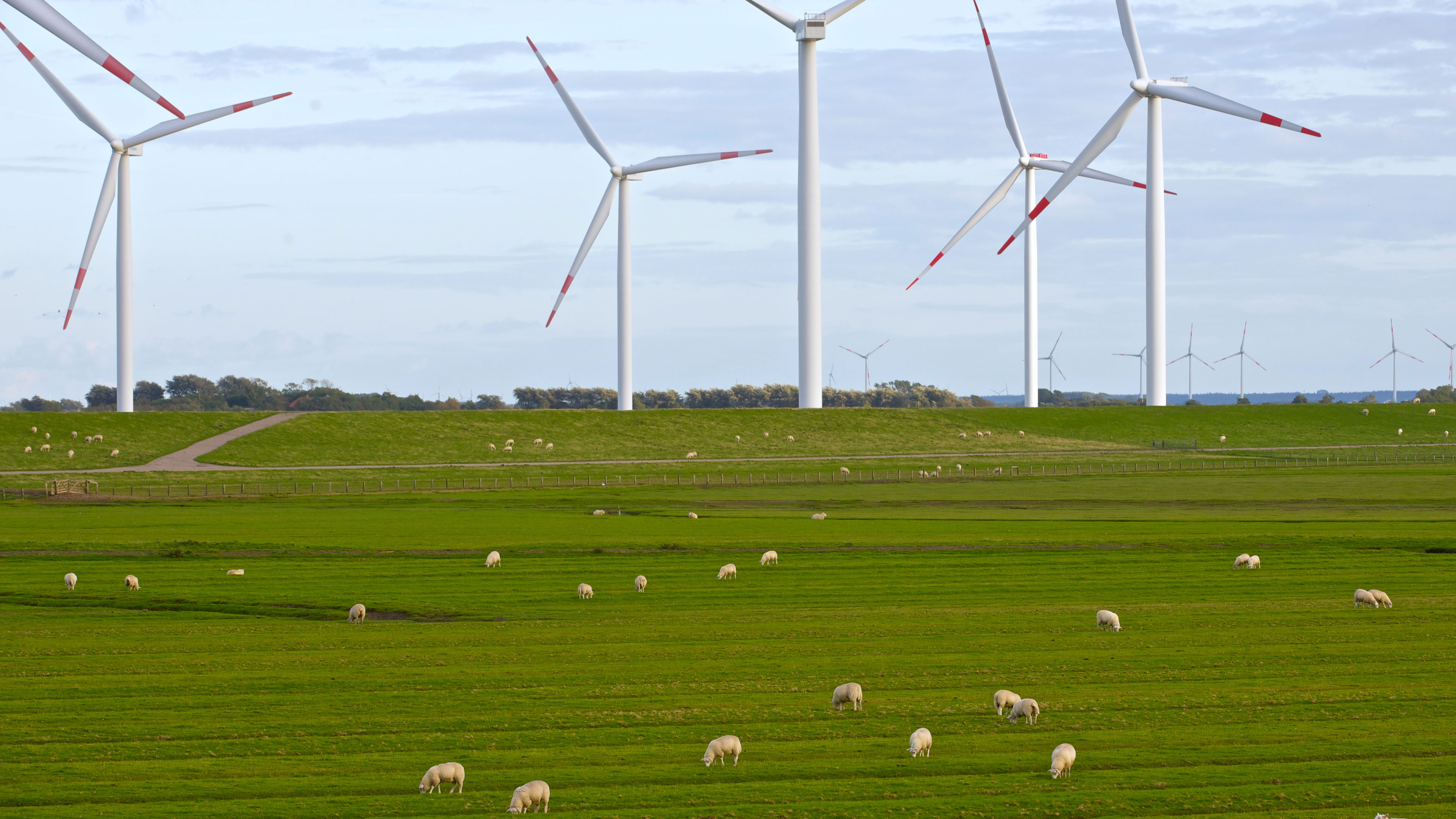 En mark med vindmøller og får