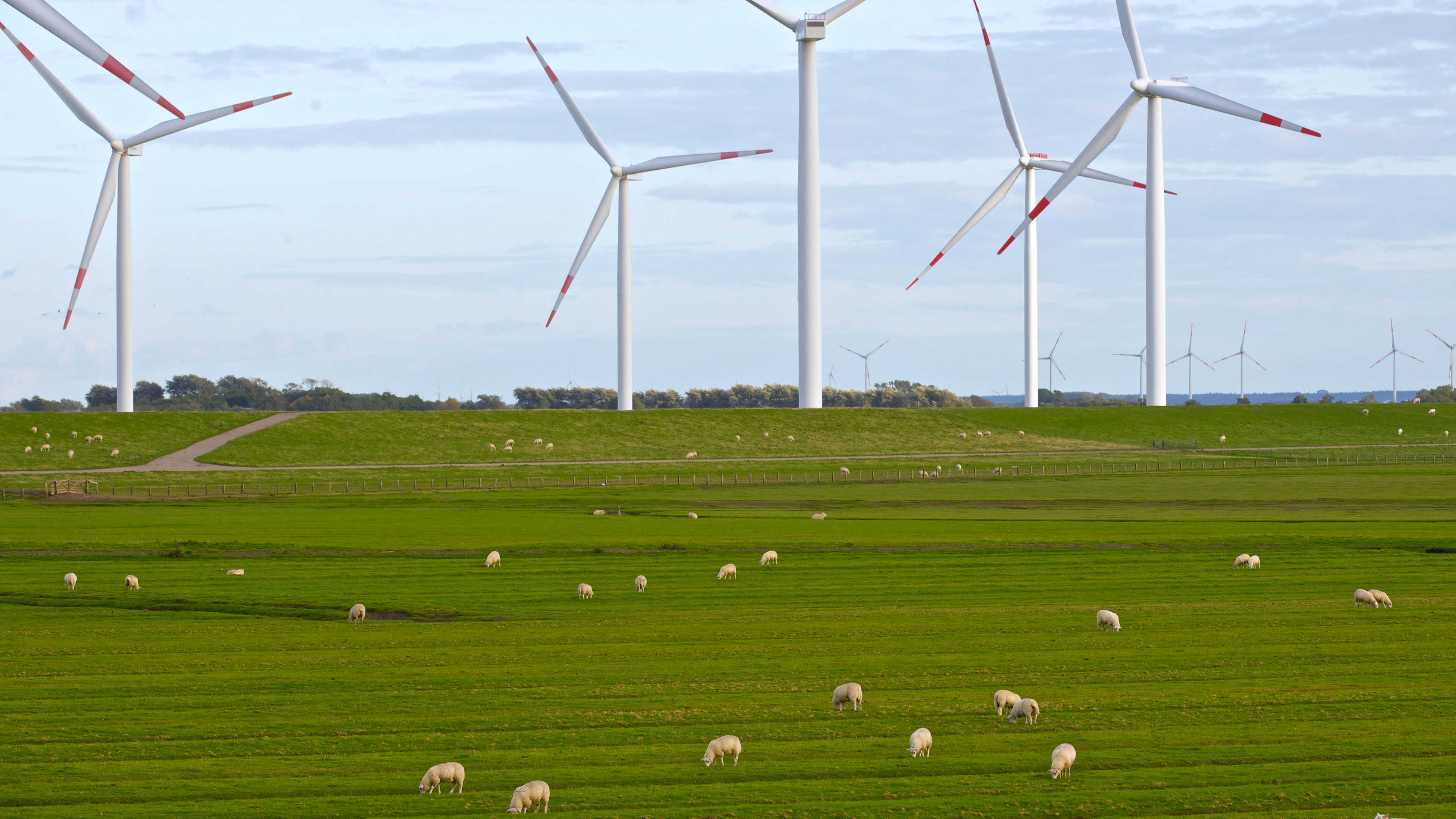 En mark med vindmøller og får