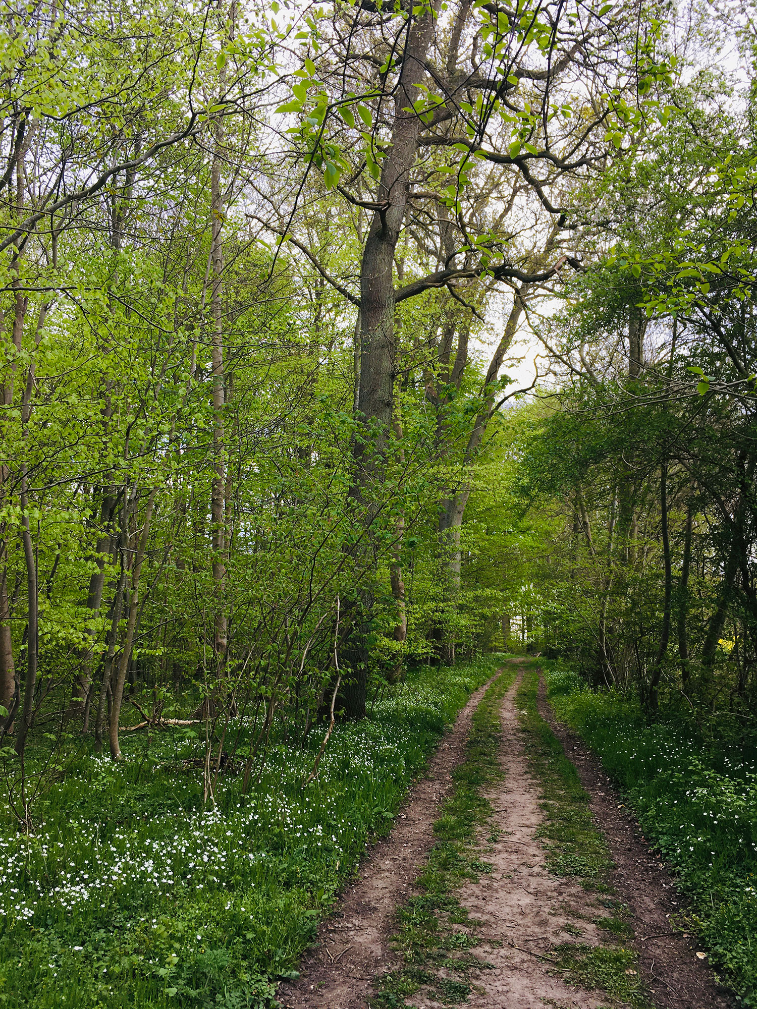 Skoven ved Flødstrup