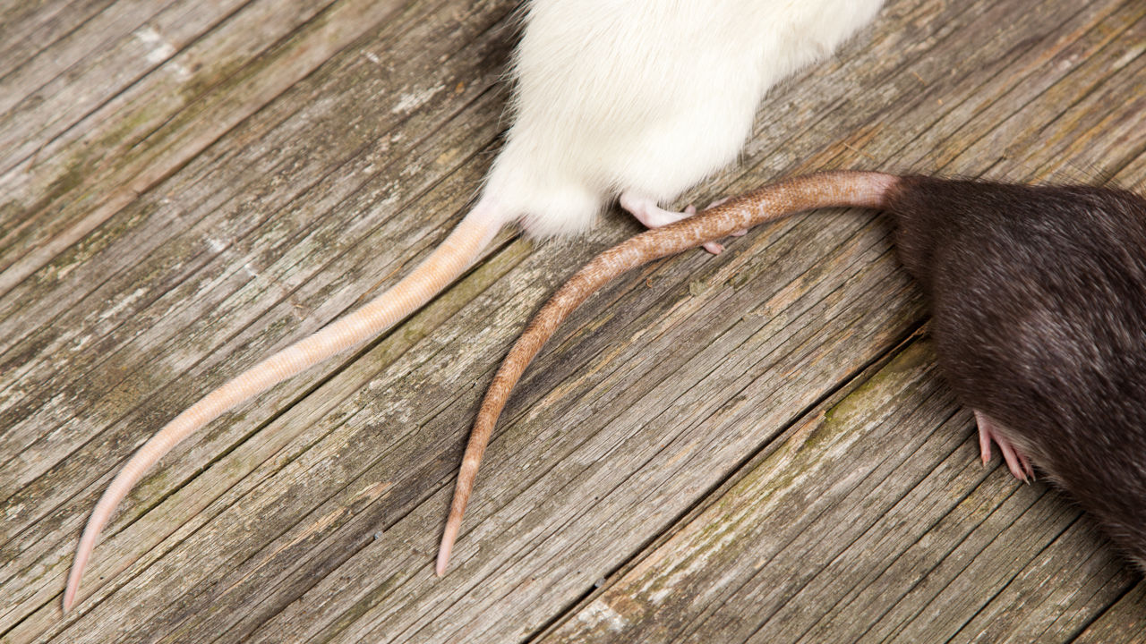 Rottehaler på to rotter