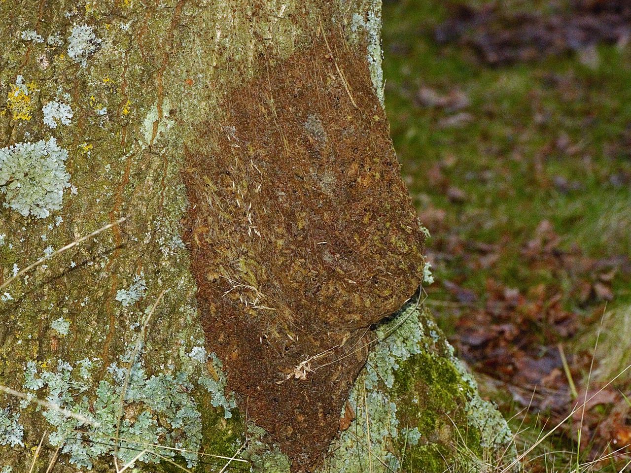 Egeprocessionsspinder