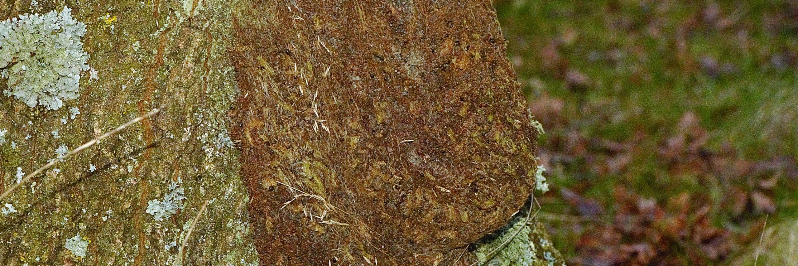 Egeprocessionsspinder