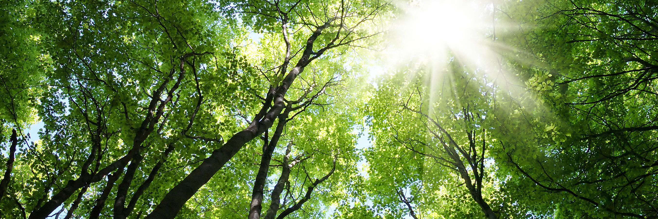 Træer i skoven set i frøperspektiv mod himlen