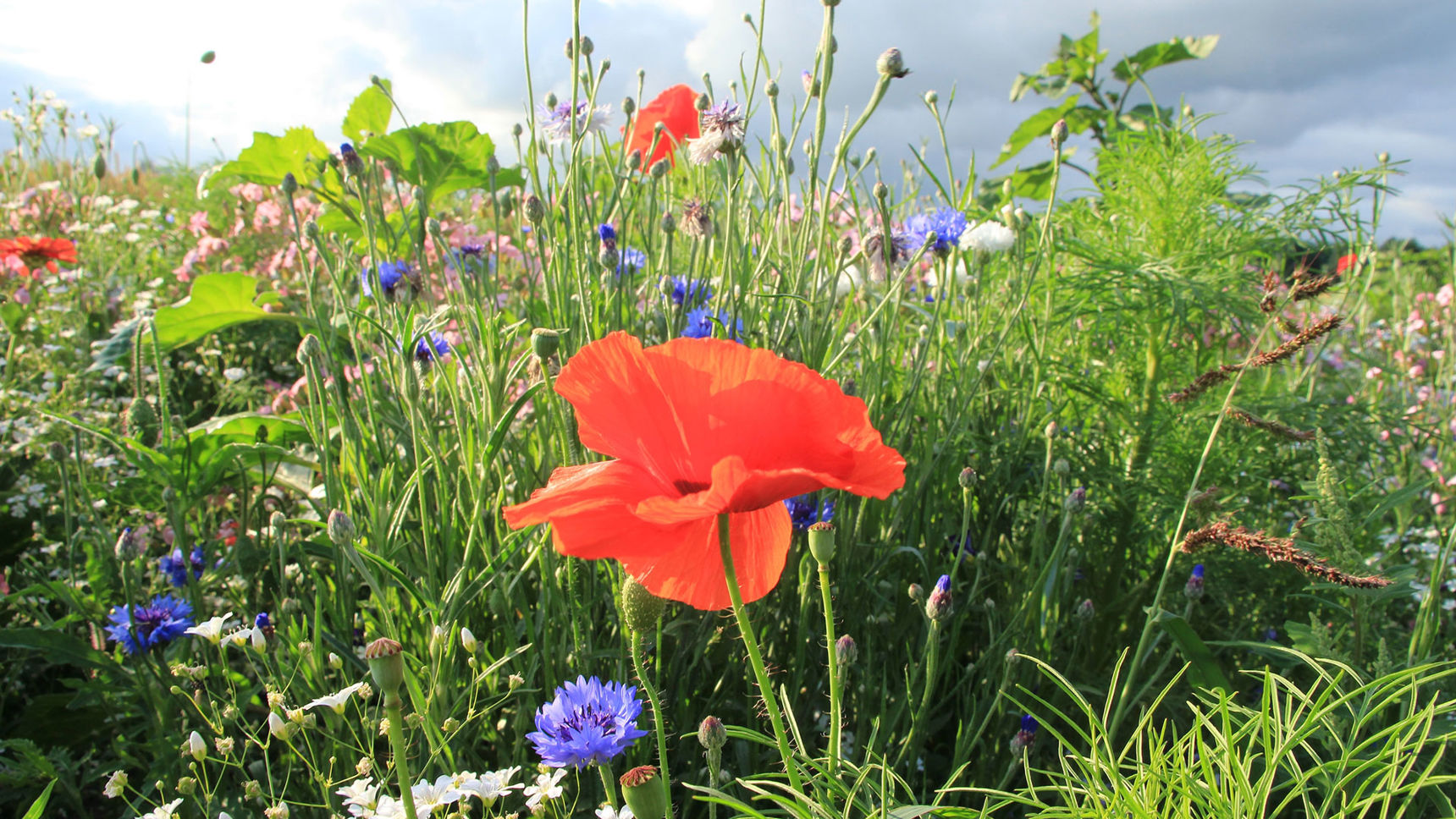 Blomstermark med røde valmuer