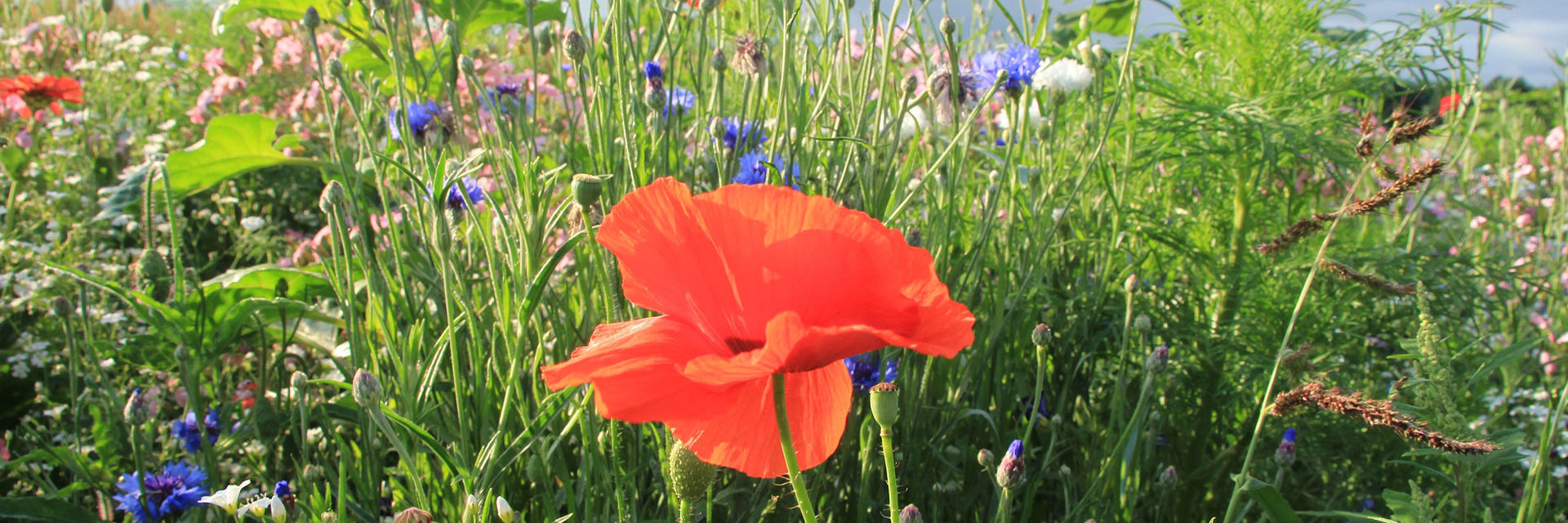 Blomstermark med røde valmuer