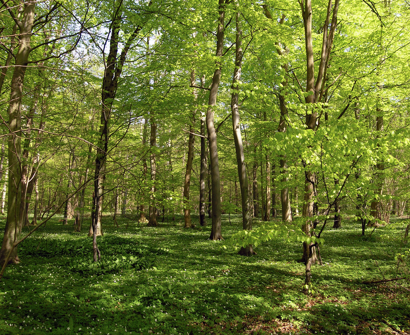 Træer i skov