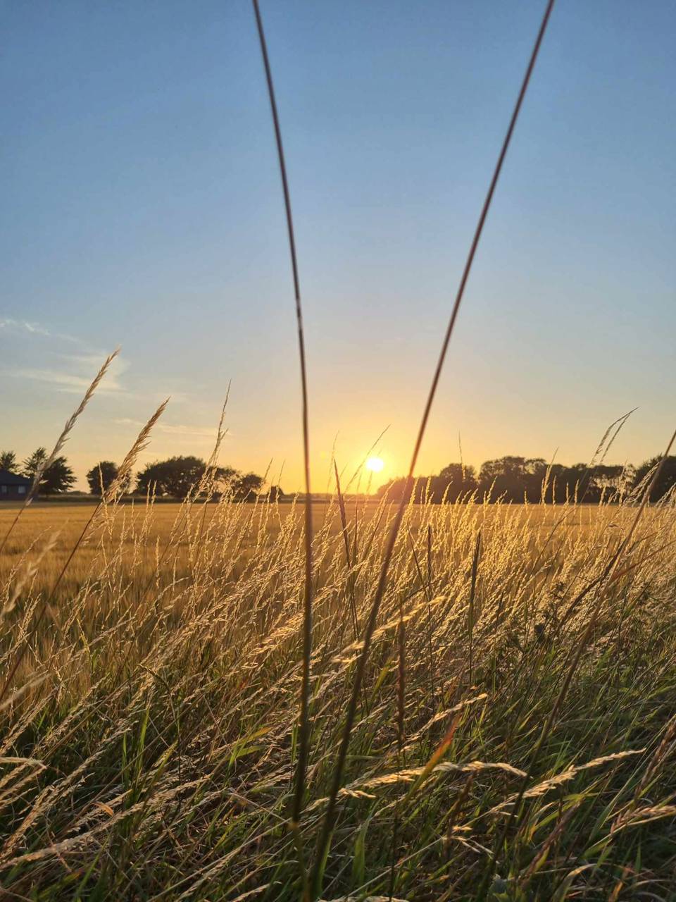 Morgensol i Ellested