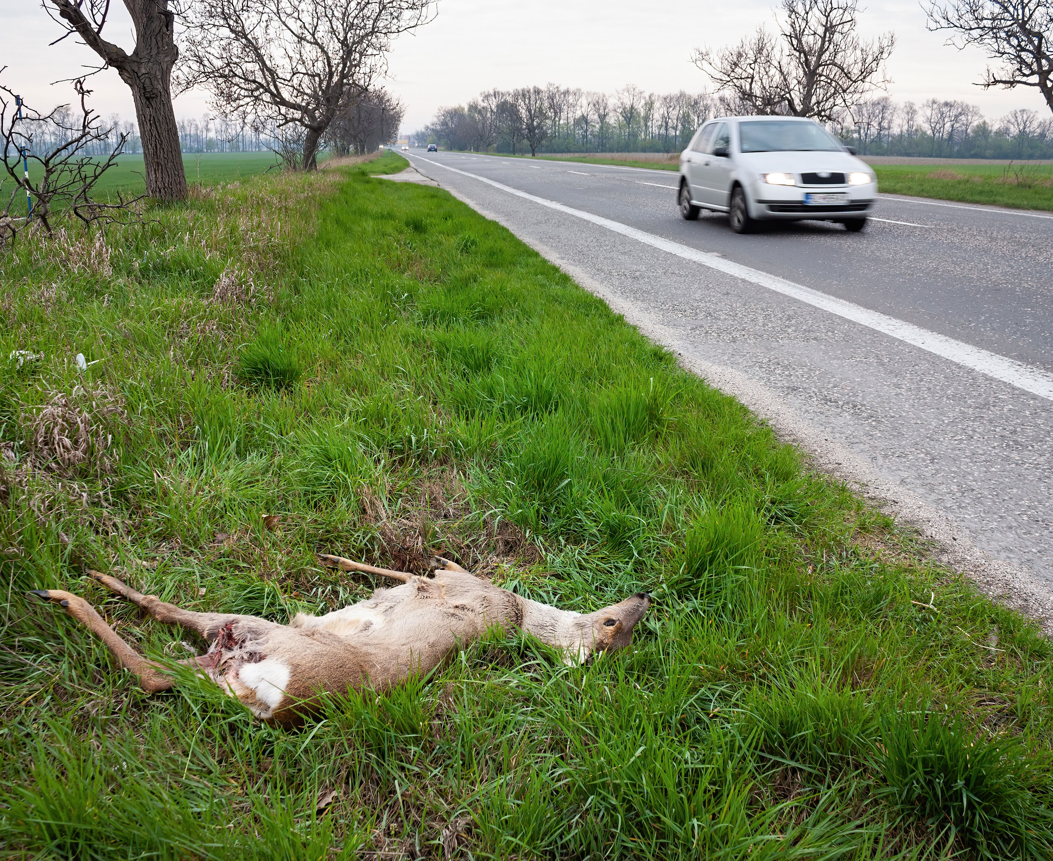 Dødt rådyr i vejkanten ved en befærtet vej